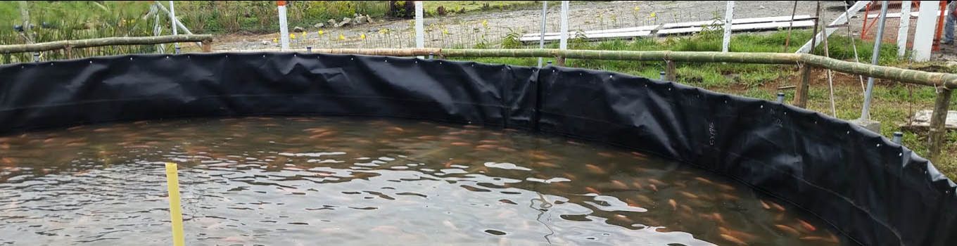 Articulo Industria salmonera